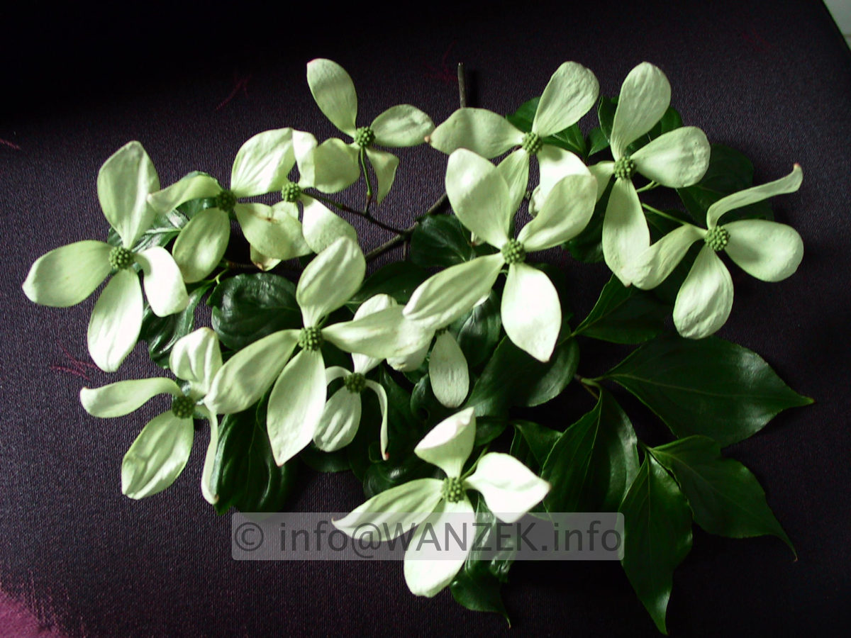 Cornus kousa - Blueten.jpg